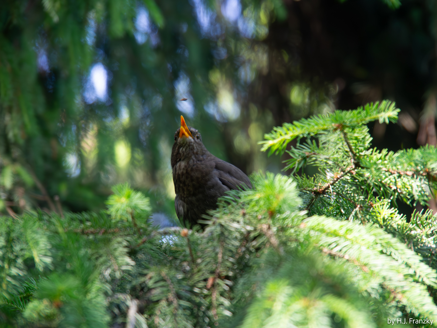 Amsel und Insekt (1) 