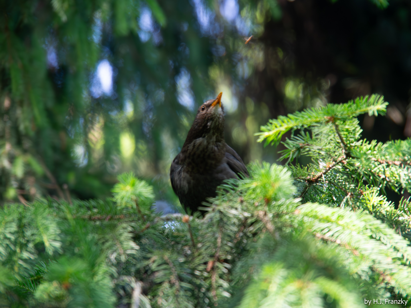 Amsel und Insekt (2) 