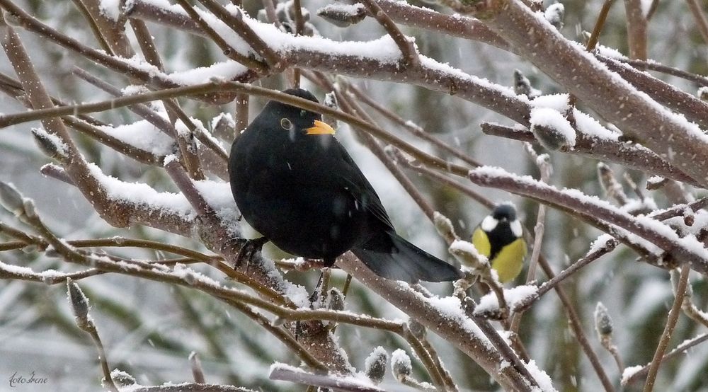 Amsel und Meise im Baum