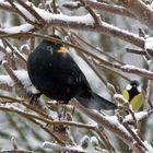 Amsel und Meise im Baum