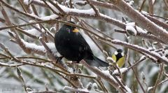 Amsel und Meise im Baum