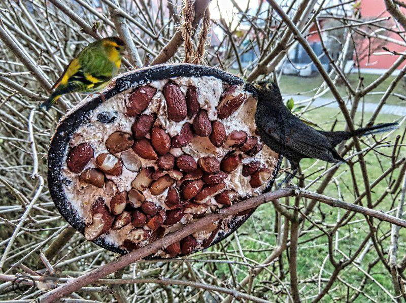 Amsel und Zeisig (Achiv)