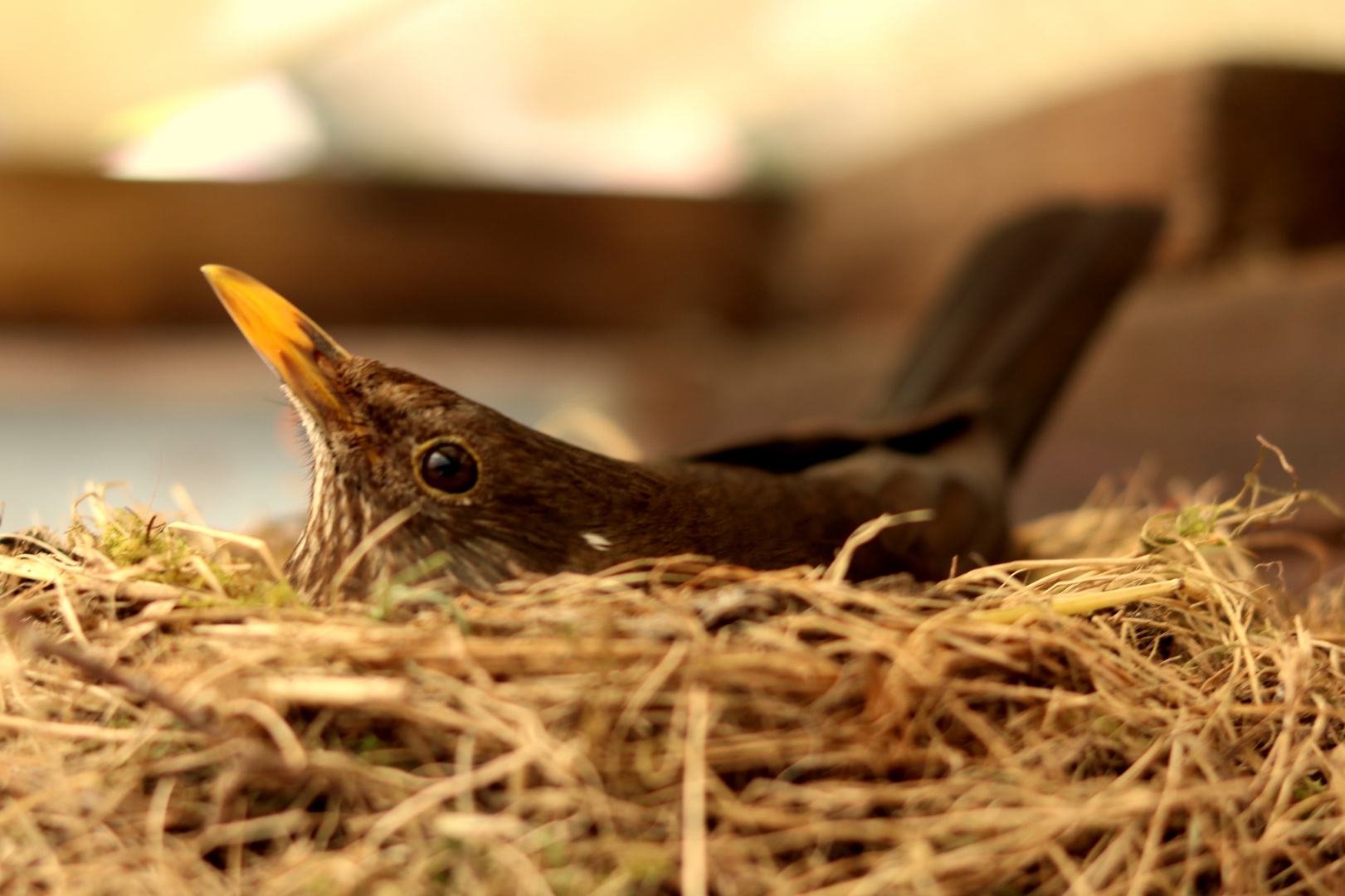 Amsel unter Dach und Fach