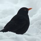 Amsel unter dem Vogelhäuschen