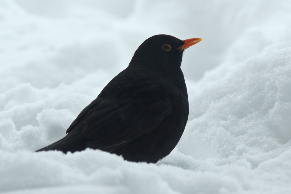 Amsel unter dem Vogelhäuschen