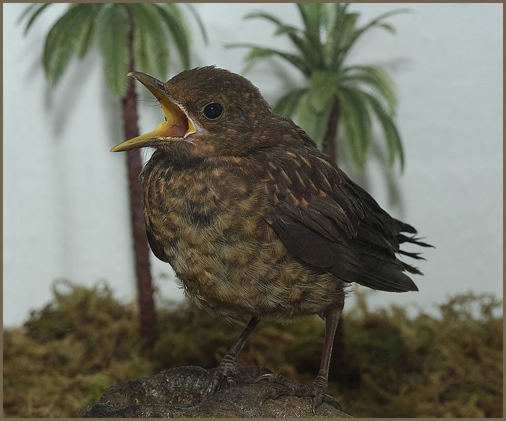 Amsel unter Palmen...