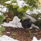 Amsel unter Schutz der Natur