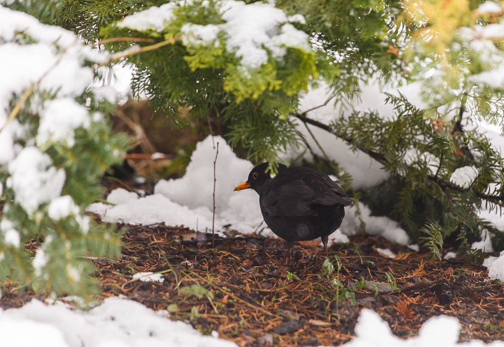 Amsel unter Schutz der Natur