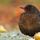 Amsel unterm Apfelbaum