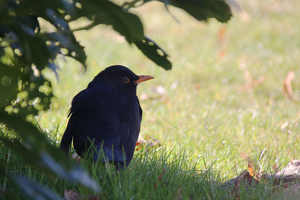 Amsel unter´m Strauch