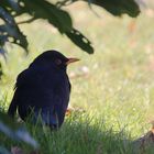 Amsel unter´m Strauch