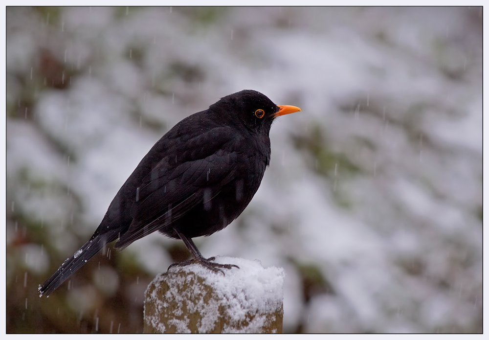 Amsel Vater im Schnee