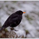 Amsel Vater im Schnee