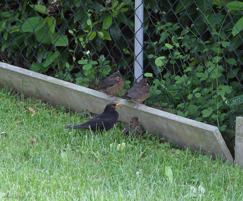 Amsel-Vater mit seinen Kindern im Garten, ca 1 Woche nach dem verlassen des Nestes