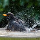 Amsel vergnügt sich in Vogeltränke