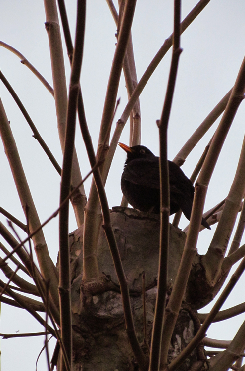 Amsel versteckt?