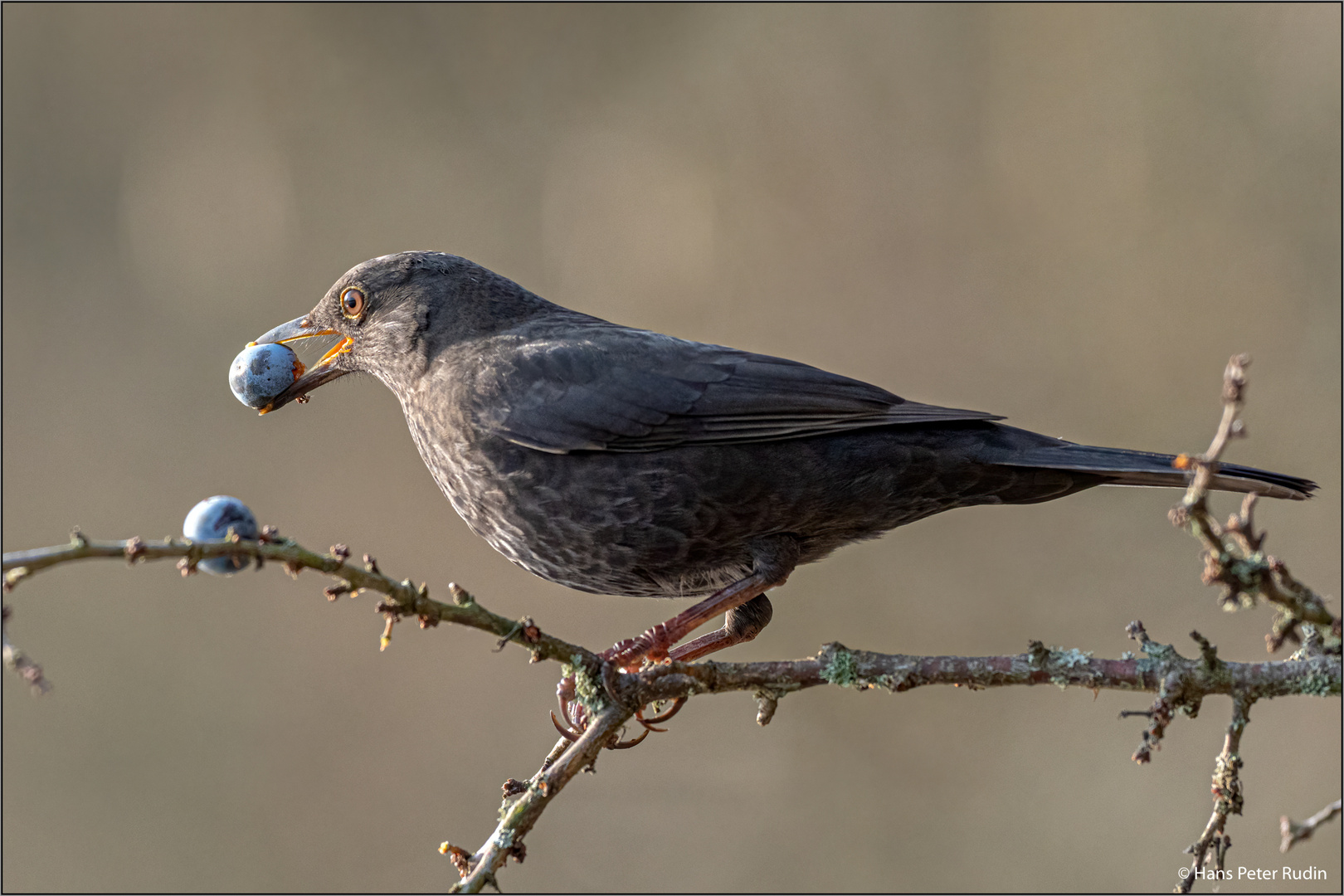 Amsel – Vitamine für den Winter