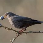 Amsel – Vitamine für den Winter