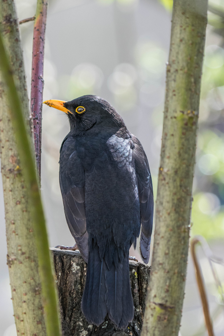 Amsel von hinten