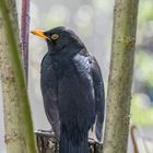 Amsel von hinten