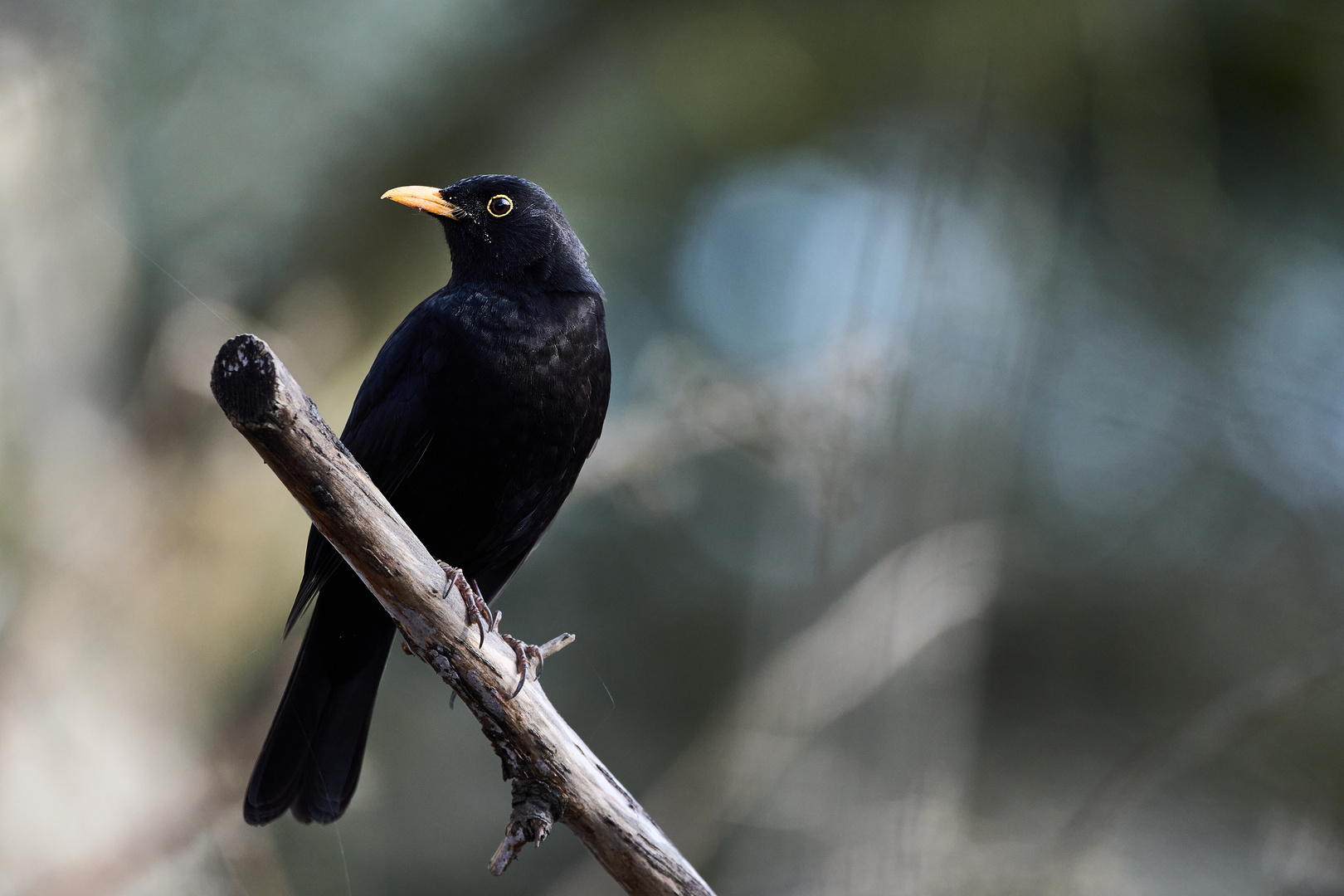 Amsel von rechts