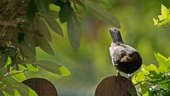 Amsel vor Abflug