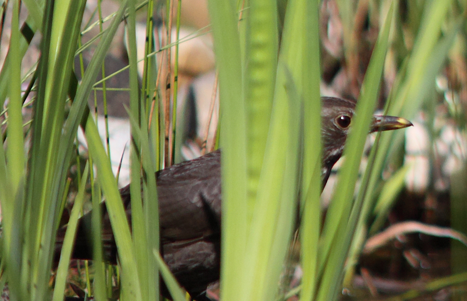 Amsel vor dem Bad