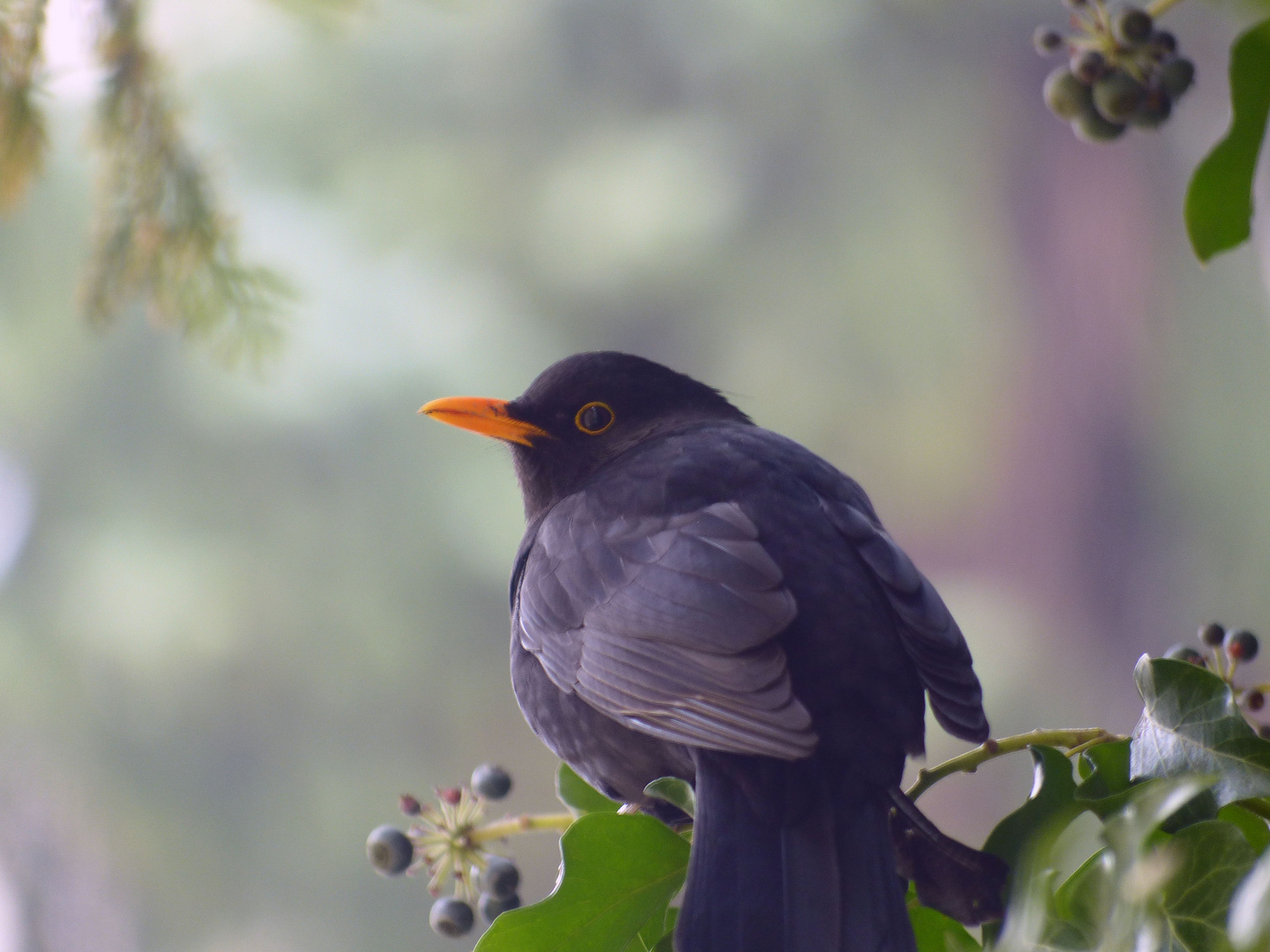 Amsel vor dem Fressen