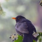 Amsel vor dem Fressen