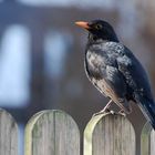 Amsel vor dem Pfarrhaus