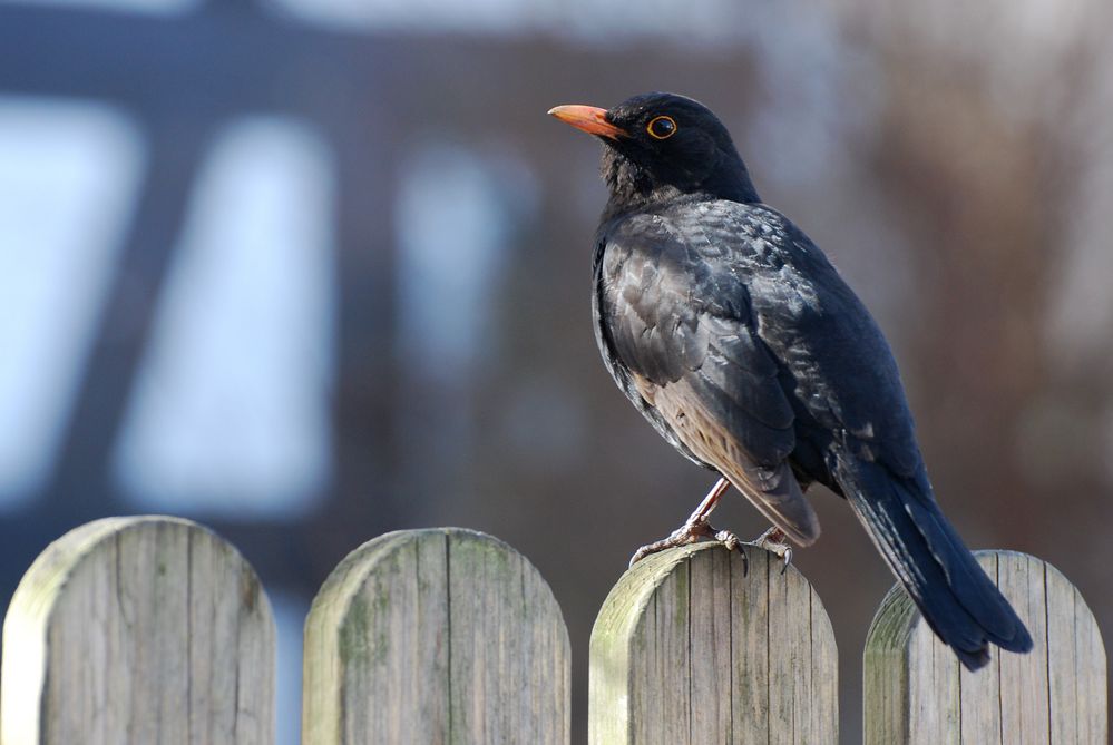 Amsel vor dem Pfarrhaus