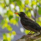 Amsel vor Frühlings-Dekor