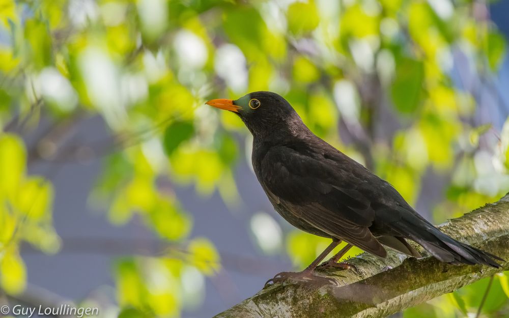 Amsel vor Frühlings-Dekor