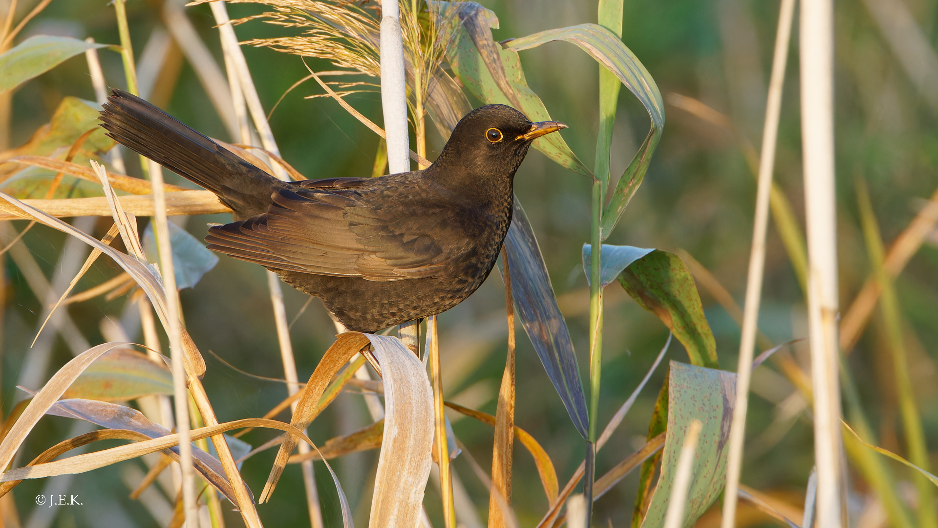 Amsel (w)