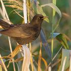 Amsel (w)