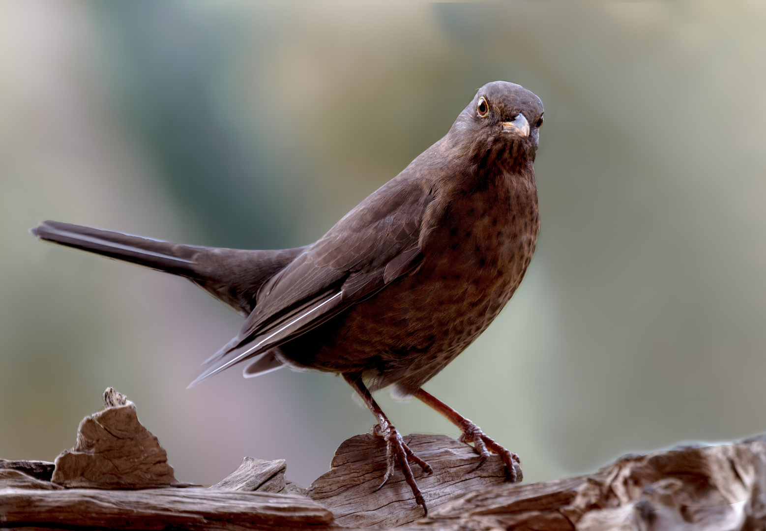 amsel w.