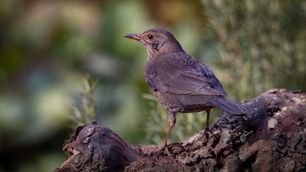 amsel w.