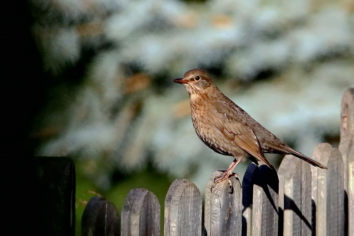 Amsel [W]