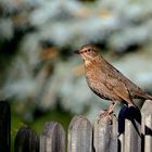 Amsel [W]