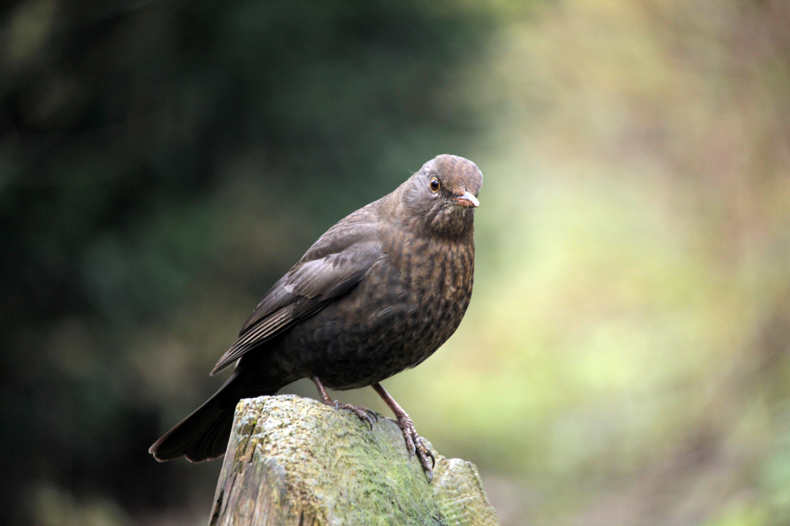 Amsel w