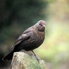 Amsel w