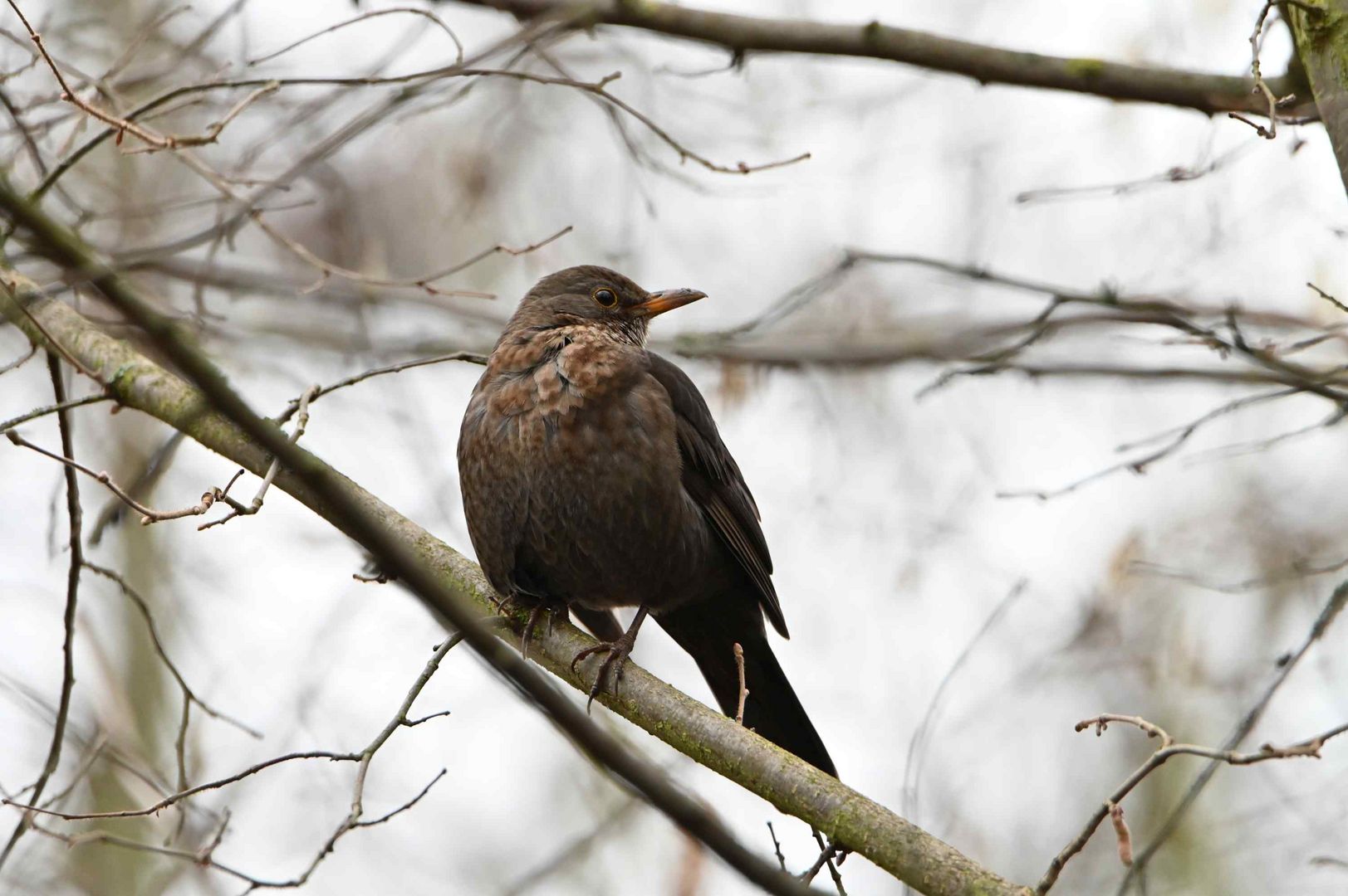 Amsel (w)