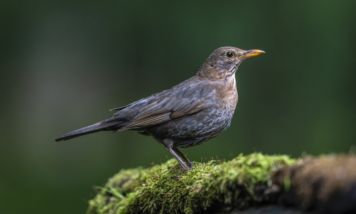Amsel (w) II Foto & Bild weiblich, vögel, moos Bilder auf