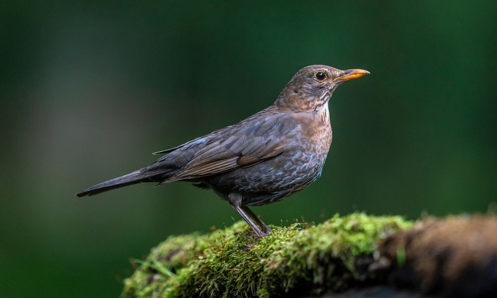 Amsel (w) II