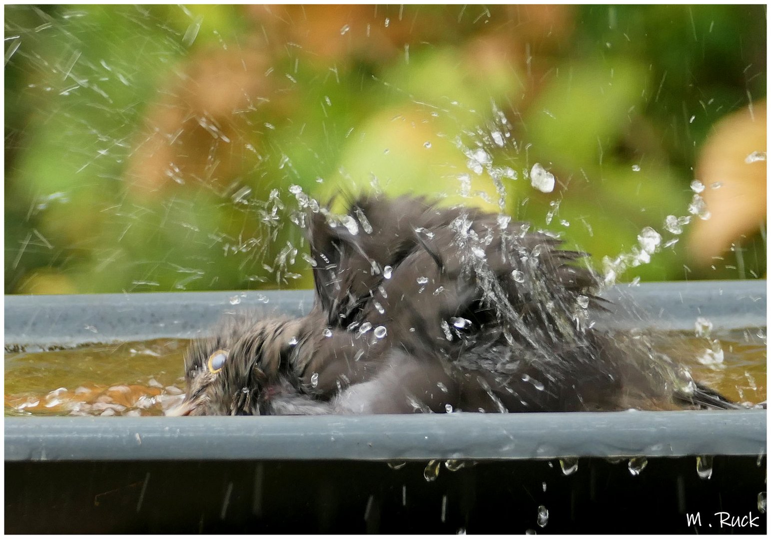 Amsel während dem Bade ,