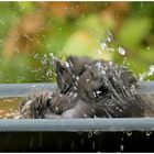 Amsel während dem Bade ,