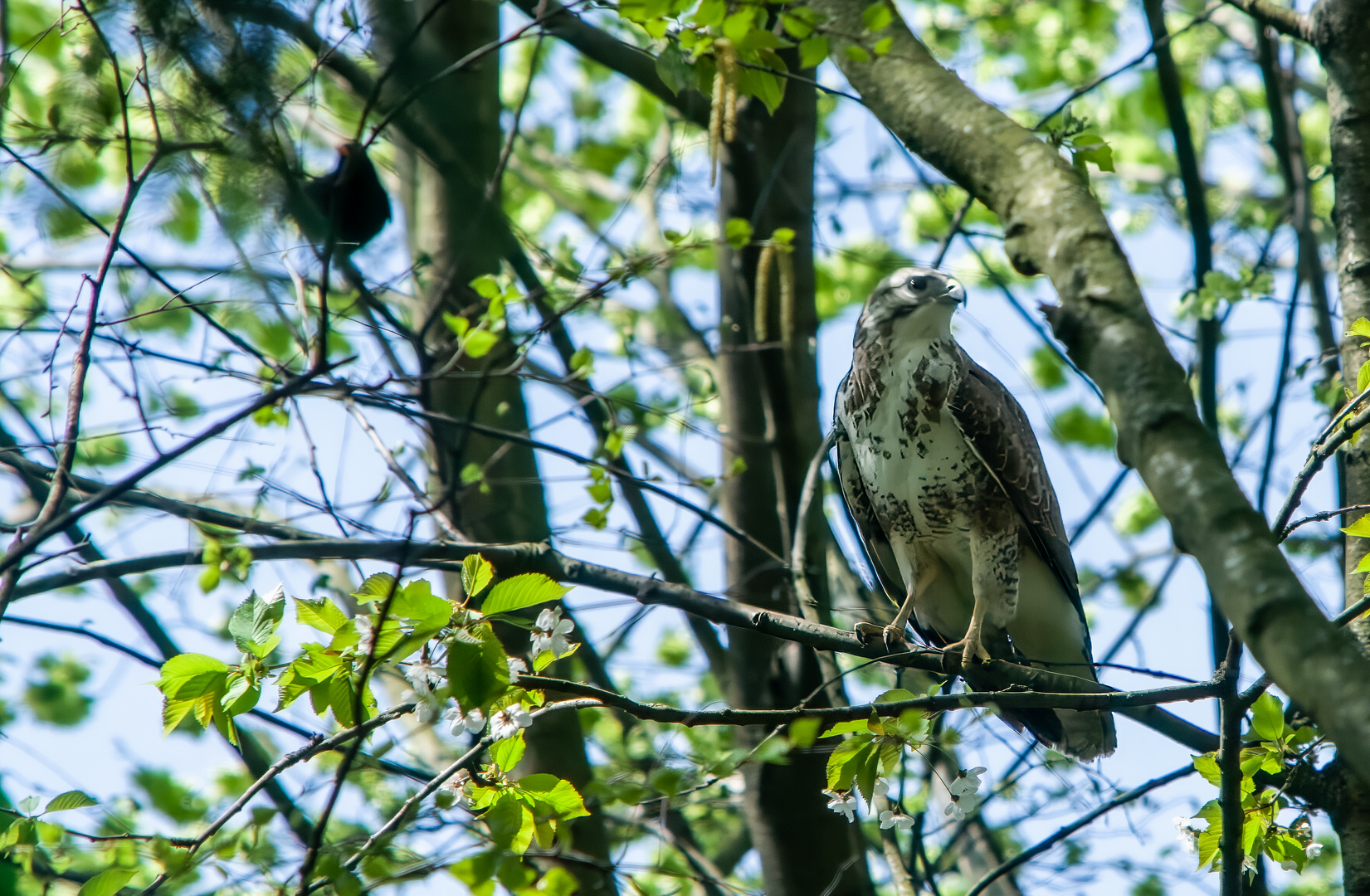 Amsel warnt vor Bussard 