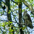 Amsel warnt vor Bussard 