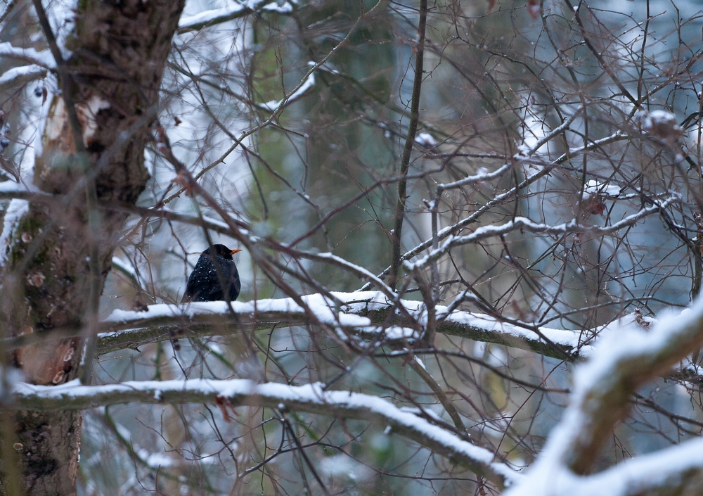 Amsel wartend ...