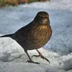 Amsel (weib.) 1/10